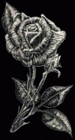 scratched_rose_revamped_by_melodic_resonance02.gif